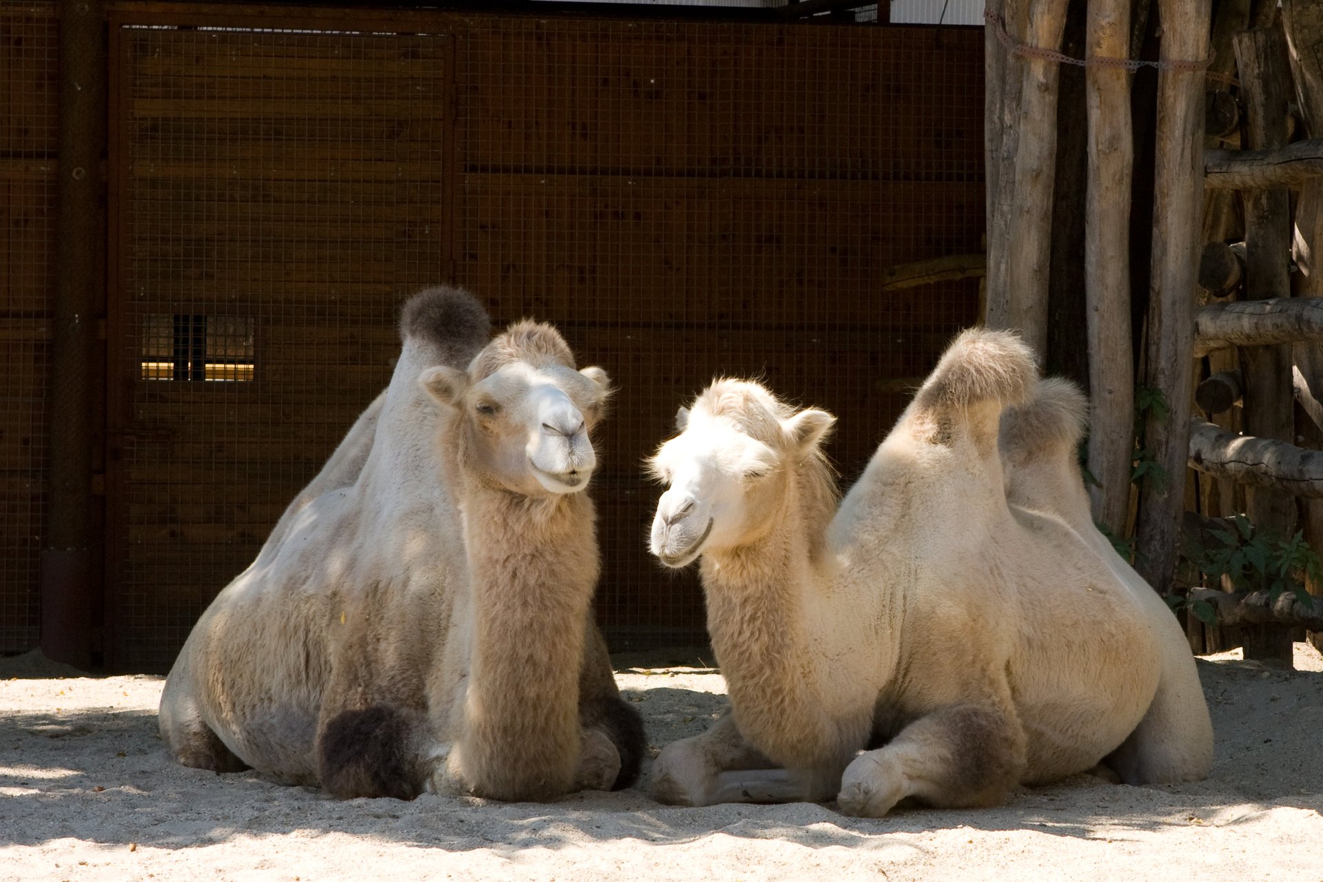 Wielbłądy w budapesztańskim ZOO