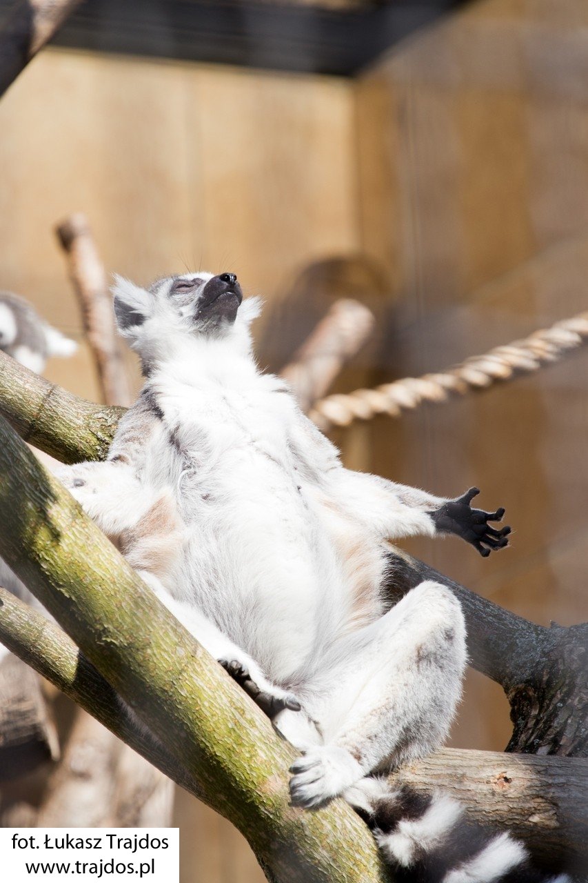 Lemur łapiący promienie słońca - Warszawskie ZOO